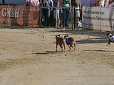 Golden Rabbit European Sandtrack-Derby Th. Ernst (160)